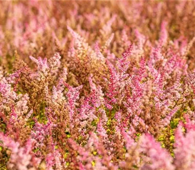Astilbe Chinensis-Hybr.'Finale' Astilbe Chinensis-Hybr.'Finale'