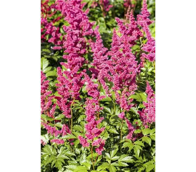 Astilbe Japonica-Hybr.'Köln' Astilbe Japonica-Hybr.'Köln'
