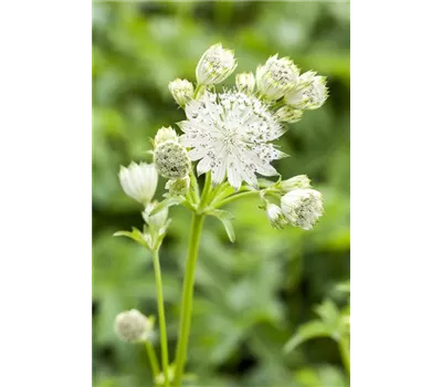 Astrantia major 'Star of Billion' -R- Astrantia major 'Star of Billion' -R-