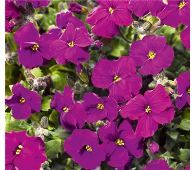 Aubrieta Hybr.'Axcent Deep Purple' Aubrieta Hybr.'Axcent Deep Purple'