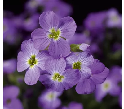 Aubrieta Hybr.'Axcent Light Blue' Aubrieta Hybr.'Axcent Light Blue'