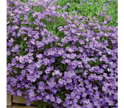 Aubrieta Hybr.'Blaumeise' Aubrieta Hybr.'Blaumeise'