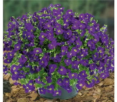 Aubrieta Hybr.'Chianti' Aubrieta Hybr.'Chianti'