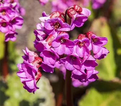 Bergenia Hybr.'Abendkristall' Bergenia Hybr.'Abendkristall'