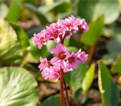 Bergenia Hybr.'Herbstblüte' Bergenia Hybr.'Herbstblüte'