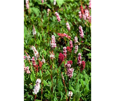 Bistorta affine 'Dimity' (syn. Polygonum) Bistorta affine 'Dimity' (syn. Polygonum)