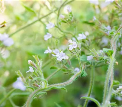 Calamintha nepeta 'Blue Cloud' Calamintha nepeta 'Blue Cloud'