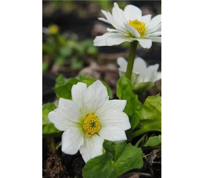 Caltha palustris 'var.alba' Caltha palustris 'var.alba'