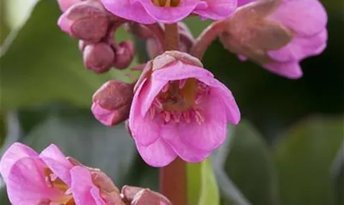 Bergenia