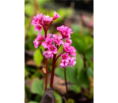 Bergenia purpurascens 'Winterglut' Bergenia purpurascens 'Winterglut'