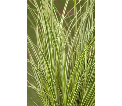 Carex conica 'Snowline' Carex conica 'Snowline'