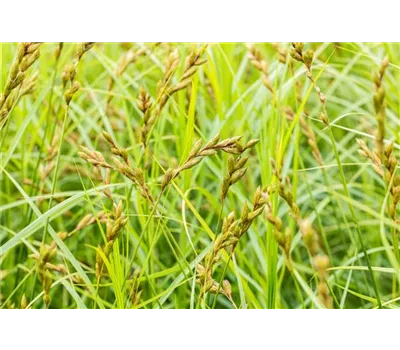 Carex sylvatica Carex sylvatica