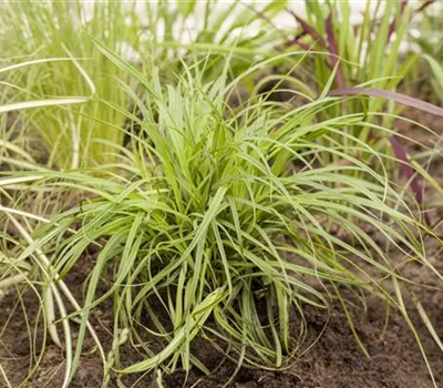 Carex umbrosa Carex umbrosa