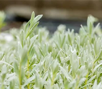 Cerastium tomentosum 'Silberteppich' Cerastium tomentosum 'Silberteppich'