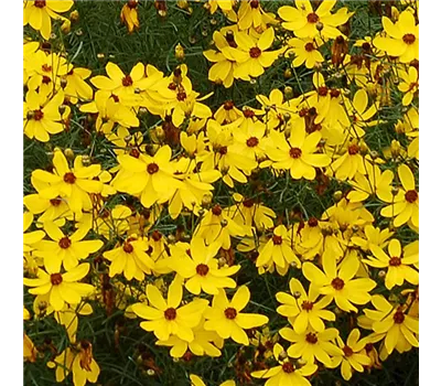 Coreopsis verticillata 'Imperial Sun' Coreopsis verticillata 'Imperial Sun'