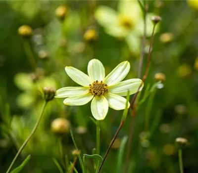 Coreopsis Verticillata-Hybr.'Moonbeam' Coreopsis Verticillata-Hybr.'Moonbeam'