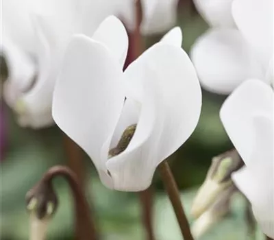 Cyclamen coum 'Album'