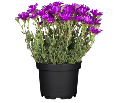 Delosperma Wheels of Wonder 'Purple Wonder' Delosperma Wheels of Wonder 'Purple Wonder'