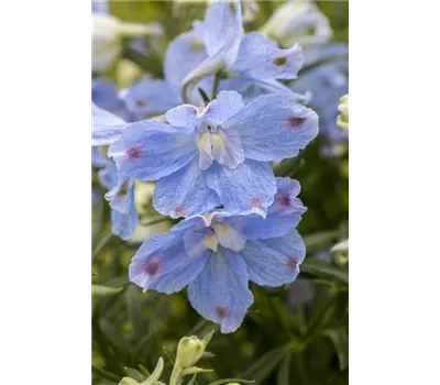 Delphinium Bellad.-Hybr.'Ballkleid' Delphinium Bellad.-Hybr.'Ballkleid'