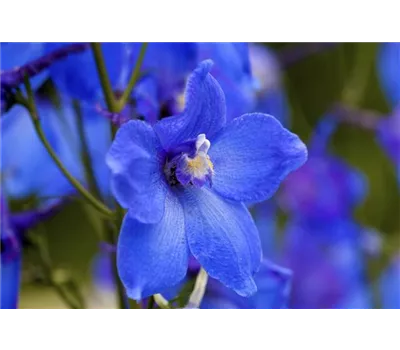 Delphinium Bellad.-Hybr.'Piccolo' Delphinium Bellad.-Hybr.'Piccolo'