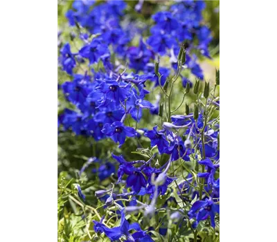 Delphinium Bellad.-Hybr.'Völkerfrieden' Delphinium Bellad.-Hybr.'Völkerfrieden'