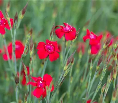 Dianthus deltoides 'Leuchtfunk' Dianthus deltoides 'Leuchtfunk'