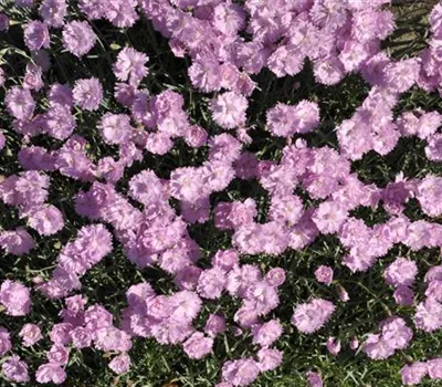 Dianthus Gratianop.-Hybr.'Pink Jewel' Dianthus Gratianop.-Hybr.'Pink Jewel'