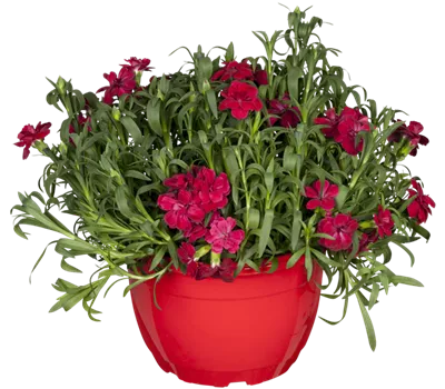 Dianthus Gratianop.-Hybr.'Rubin' Dianthus Gratianop.-Hybr.'Rubin'
