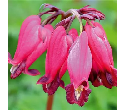Dicentra formosa 'Amore Rose' -R- Dicentra formosa 'Amore Rose' -R-