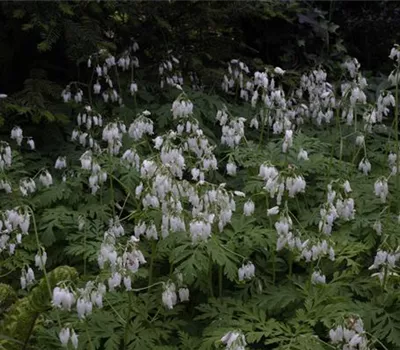 Dicentra formosa 'Ivory Hearts' -R- Dicentra formosa 'Ivory Hearts' -R-