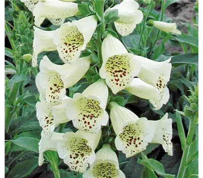 Digitalis purpurea 'Castor Cream' Digitalis purpurea 'Castor Cream'