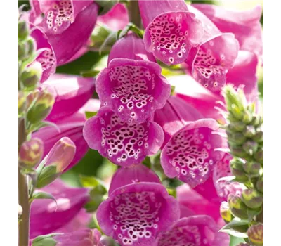 Digitalis purpurea 'Castor Rose' Digitalis purpurea 'Castor Rose'