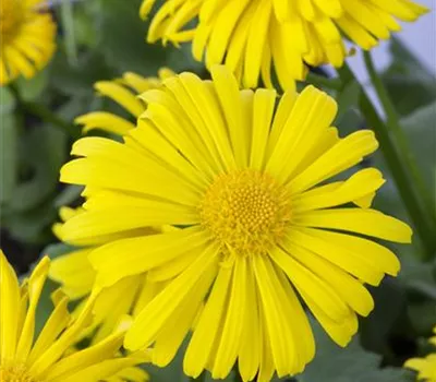 Doronicum orientale 'Little Leo'