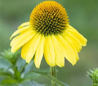 Echinacea Hybr. 'Cleopatra' -R- Echinacea Hybr. 'Cleopatra' -R-