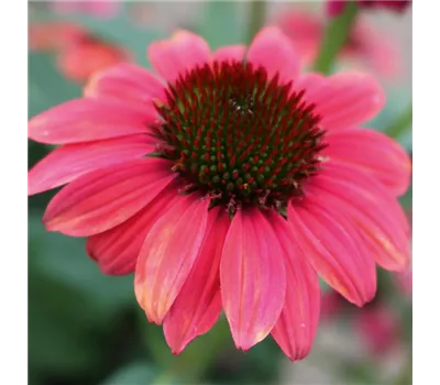 Echinacea Hybr. 'Papallo Classic Deep Rose' -R-