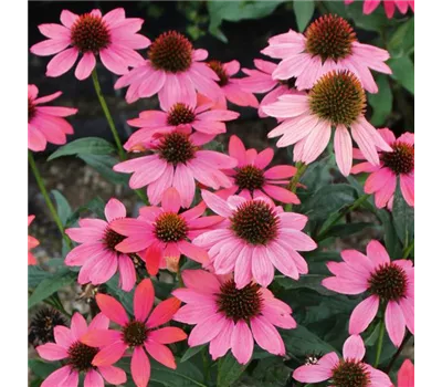 Echinacea Hybr. 'Papallo Classic Dragon Fruit' -R-