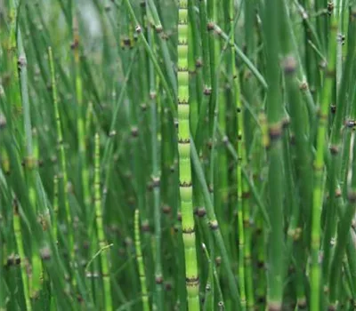 Equisetum hyemale var.robustum Equisetum hyemale var.robustum