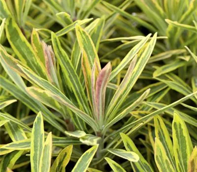 Euphorbia x martinii 'Ascot Rainbow' Euphorbia x martinii 'Ascot Rainbow'