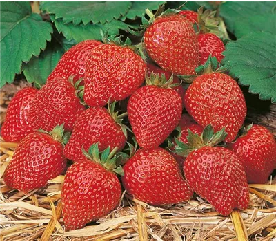 Fragaria x ananassa 'Elan F1' Fragaria x ananassa 'Elan F1'