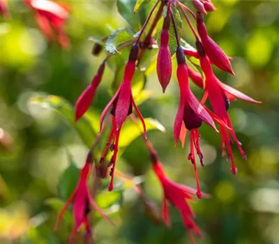 Fuchsia magellanica 'Gracilis' Fuchsia magellanica 'Gracilis'
