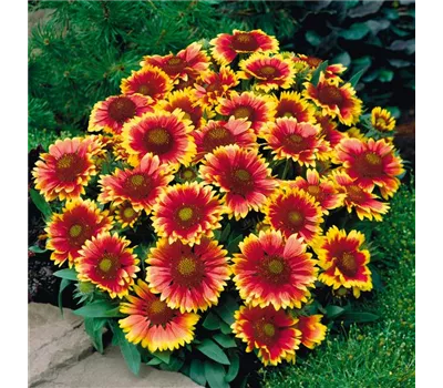 Gaillardia x grandiflora 'Arizonia Sun' Gaillardia x grandiflora 'Arizonia Sun'