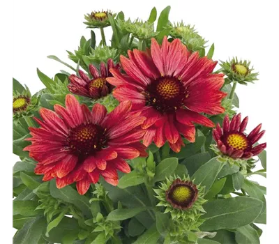 Gaillardia x grandiflora 'Arizonia Red Shades' Gaillardia x grandiflora 'Arizonia Red Shades'