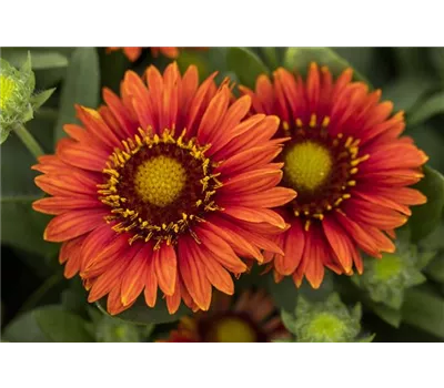 Gaillardia x grandiflora 'Spintop Red' Gaillardia x grandiflora 'Spintop Red'