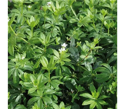 Galium odoratum 'Sterntaler' Galium odoratum 'Sterntaler'