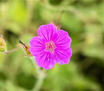 Geranium sanguineum 'Elke' Geranium sanguineum 'Elke'