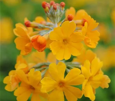 Primula bulleyana Primula bulleyana