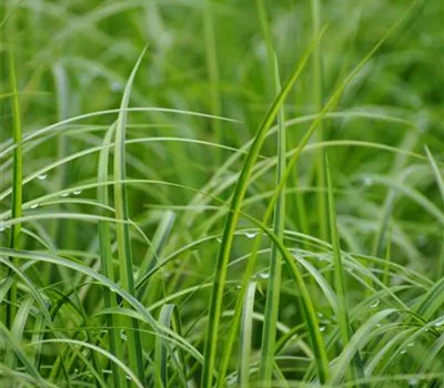 Acorus gramineus 'Ogon' Acorus gramineus 'Ogon'