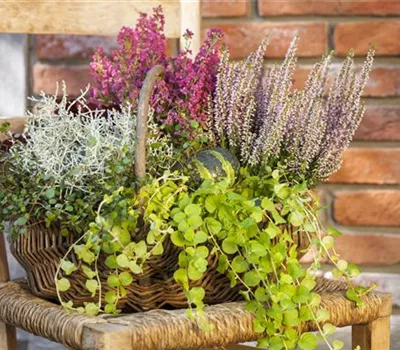 Lysimachia nummularia