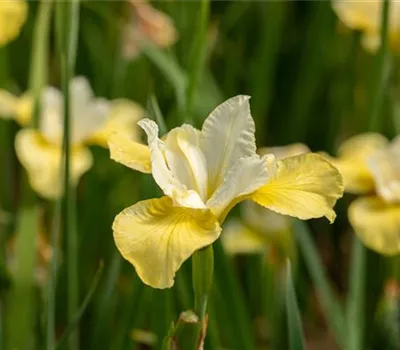 Iris sibirica 'Butter and Sugar' Iris sibirica 'Butter and Sugar'