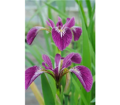 Iris versicolor 'Kermesina' Iris versicolor 'Kermesina'